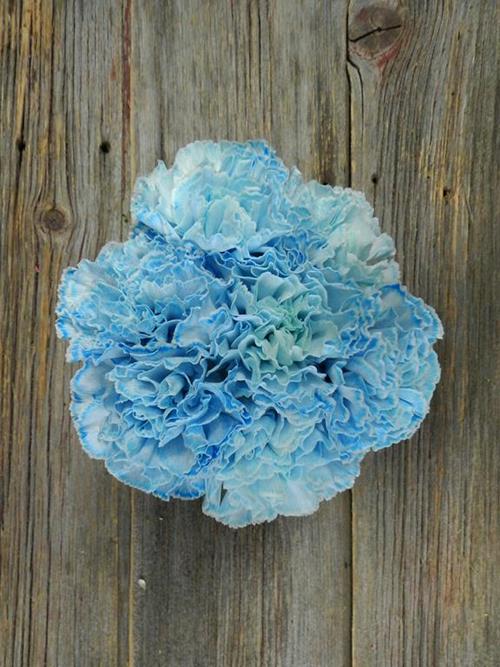 BLUE TINTED CARNATIONS